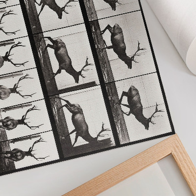 Plakat do salonu Tablica przedstawiająca lokomocję zwierząt nr 695 (1887), fotografia Eadwearda Muybridge’a