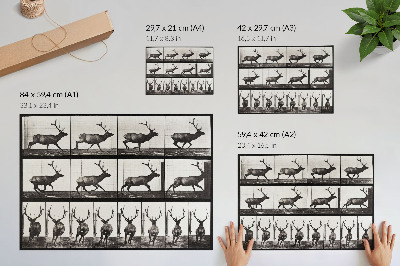 Plakat do salonu Tablica przedstawiająca lokomocję zwierząt nr 695 (1887), fotografia Eadwearda Muybridge’a