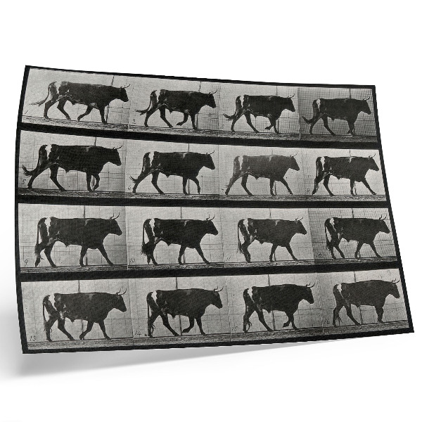 Grafika na ścianę Byk w marszu. Fototyp według Eadwearda Muybridge'a, 1887