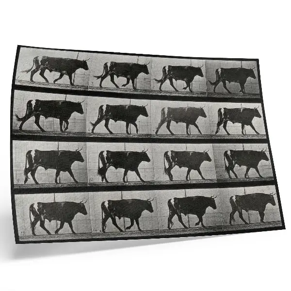 Grafika na ścianę Byk w marszu fototyp według Eadwearda Muybridge'a z 1887 roku