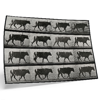 Grafika na ścianę Byk w marszu. Fototyp według Eadwearda Muybridge'a, 1887
