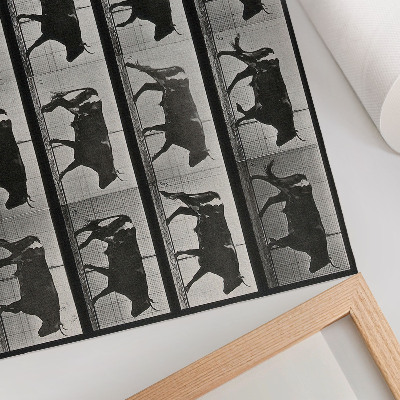 Grafika na ścianę Byk w marszu. Fototyp według Eadwearda Muybridge'a, 1887