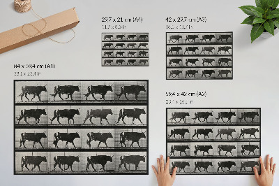 Grafika na ścianę Byk w marszu. Fototyp według Eadwearda Muybridge'a, 1887