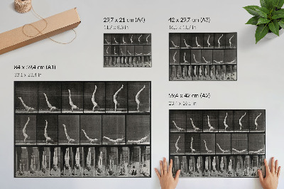 Plakat do salonu Mężczyzna stojący na rękach z pozycji leżącej. Fototyp wg Eadwearda Muybridge'a, 1887