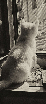 Roleta okienna wewnętrzna Koty w oknie