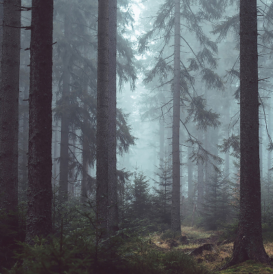 Roleta materiałowa Las nocą