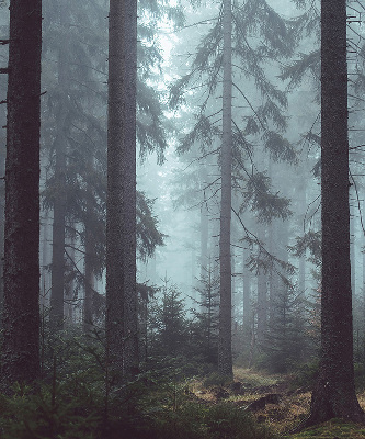 Roleta materiałowa Las nocą