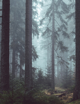 Roleta materiałowa Las nocą