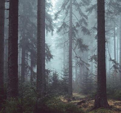 Roleta materiałowa Las nocą