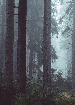 Roleta materiałowa Las nocą