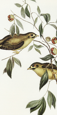 Roleta na okno Ptaki na drzewie