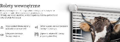 Roleta okienna wewnętrzna krowa