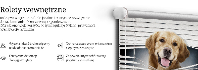 Roleta wewnętrzna w kolorze Golden pies