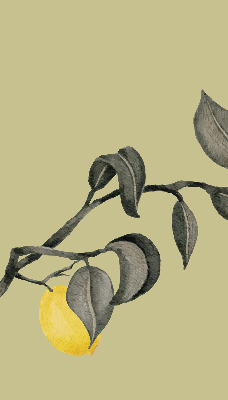 Roleta na okno zaciemniająca Cytryny na drzewie