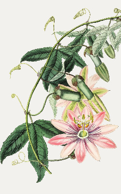 Roleta na okno zaciemniająca w różowym kolorze z motywem kwiatka