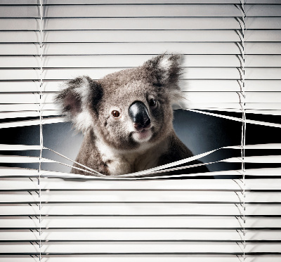 Roleta na okno zaciemniająca w wariancie Koala