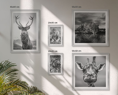 Galeria obrazów na ścianę Zwierzęta czarno-białe natura