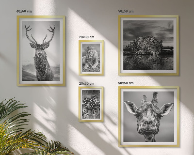 Galeria obrazów na ścianę Zwierzęta czarno-białe natura