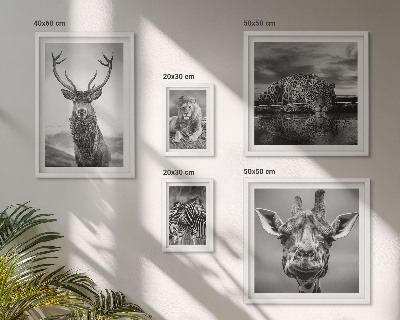 Galeria obrazów na ścianę Zwierzęta czarno-białe natura