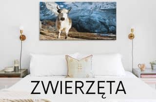 obrazy ze zwierzętami